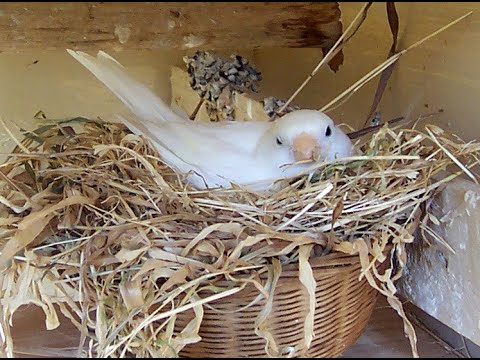 Make a nest for canary صنع عش للكناري