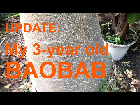 You won't believe how fast my Baobab tree grew: 3-year update