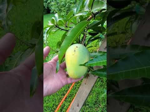 June 18, 2020 Valencia Pride and CAC mangos