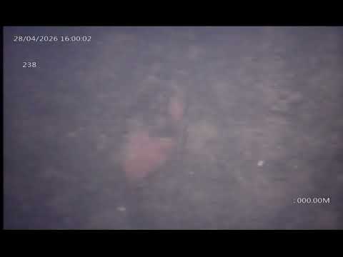 Extracto 239  - Angaco  - San Juan