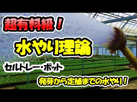 発芽後に苗に水をやる