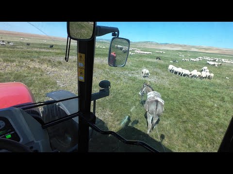 Ploughing with MF 5445