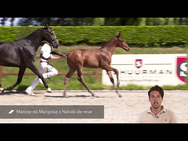 Masarati RV Z (Matisse de Mariposa x Nabab de Reve)