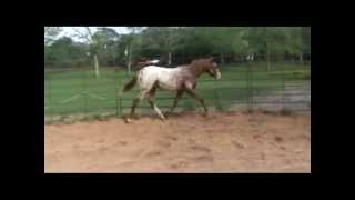 preview picture of video 'Handwritten N Code -- SOLD -- 2011 gelding by  All Hands On Zip'