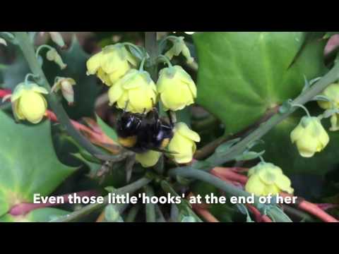 Winter active bumblebees Liverpool 11:1:16 Nurturing Nature