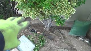 Landscape Drainage Repairs for Dummies