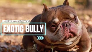 THE MOST POPULAR EXOTIC BULLY IN THE WORLD