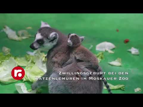 Zwillingsgeburt bei den Katzenlemuren im Moskauer Zoo