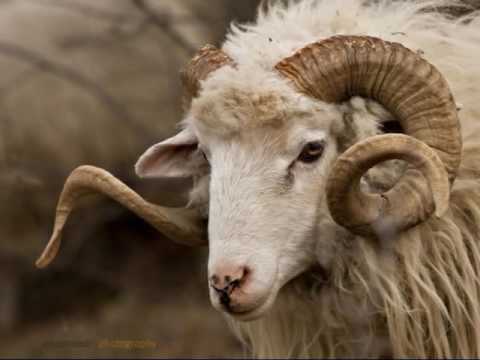 PASAREA COLIBRI   Hei tramvai ! avi