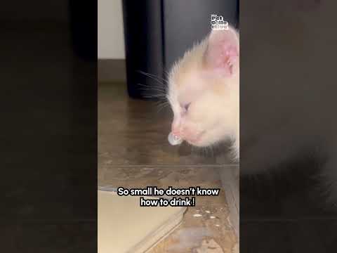 Un petit chaton fait des bulles avec son nez tout en buvant.