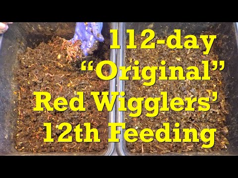 "Original" red wiggler bins' 11th feeding after an 8-day interval - vermicompost