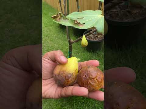 Longue Dâ€™Aout (LDA) Fig Picking and Taste Test! #figs #gardening #fruit