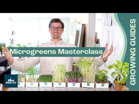 How To Grow Microgreens COMPLETE Guide: Setup, Soil vs Hydroponic and Without Soil plus Recipes