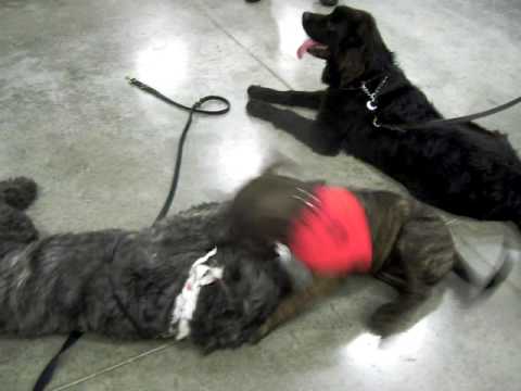 Needs a Home! Cinnamon Puppy, playing with a 6 month Bouvet Pup