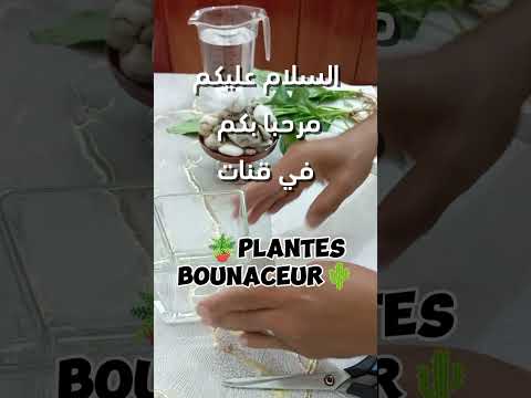 🌵☘️اكتار نبات زنبق السلام او الشراع من الجدور🌱🌵