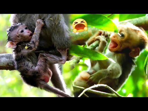 The mother monkey carried her baby monkey up a tall tree and left her baby monkey alone.