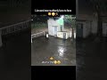 lion and man face to face | #lion #gir #asiaticlion #wildlife #gujarat #gujaratlions #lionvideo #yt