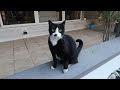 Tuxedo Cat Is So Unconcerned And Lazy She Doesn T Care Anything