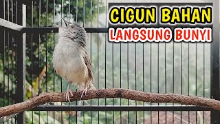 Download lagu Pancingan Cigun Agar Bunyi dan Cepat Ngriwik, Cigun Bahan Auto Emosi mp3