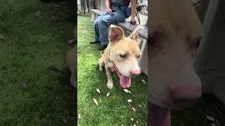 Video preview image #1 Mutt Puppy For Sale in Pasadena, CA, USA