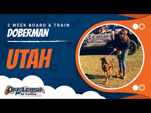 Doberman, Utah!  Electronic Collar Training for Dobermans | Off Leash K9 | Best Dog Training