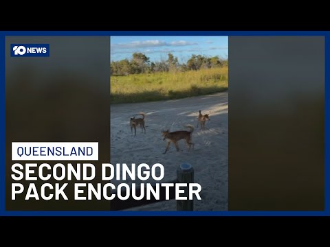 Video Captures Second Encounter With Pack Of Dingoes On Queensland’s K’gari | 10 News