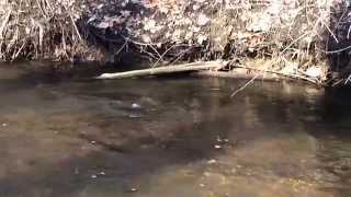 preview picture of video 'Two large steelhead swimming in Brandywine Creek Niles, MI'