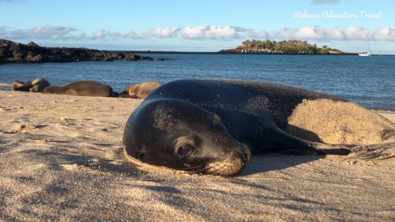 4 day Galapagos cruise Archipell II - Rebecca Adventure Travel
