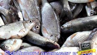 Какие активаторы клева для плотвы и леща