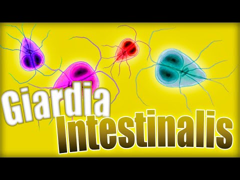 GIARDIOSIS ❗❗: Giardia lamblia. Ciclo biológico, síntomas, diagnóstico y tratamiento | Parasitología