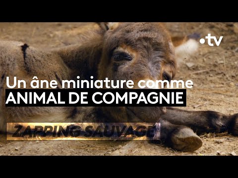 download lagu mp3 mp4 Ane Miniature, download lagu Ane Miniature gratis, unduh video klip Ane Miniature