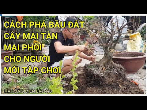 🔴 QBS22193 - CÁCH PHÁ BẦU ĐẤT CÂY MAI MUA TRÊN MẠNG VỀ || CÁCH TRỒNG LẠI CÂY MAI TÀN MUA TRÊN MẠNG