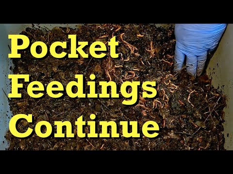 Generous pocket feeding for 2 youngest red wiggler worm bins - vermicomposting