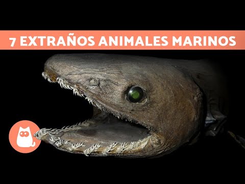 The STRANGEST MARINE ANIMALS in the WORLD 🦑 (TOP 7)