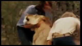 Flamin&#39; Groovies - I&#39;ll cry alone