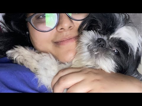 🐶 Adorable Dog Moments LIVE – Cutest Paws on Screen!