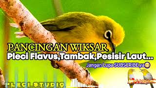 Download lagu Pleci TAMBAK,FLAVUS,PESISIR LAUT,Wiksar PANCINGAN Pleci BAHAN..!!! mp3