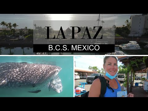 SWIMMING WITH WHALE SHARKS!! Episode 23 | Sailing Stella J - Cruising the Sea of Cortez