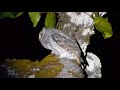 Oriental Scop Owl By Bird Of Southeast Asian Song Call