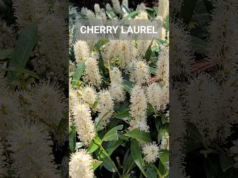 チェリーローレル 植物