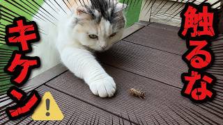 猫がヤバそうな昆虫を発見してしまいました…！