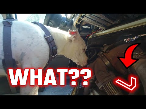 Look What A Mechanic Did To Our 7.3 Turbo (Finding Problems) | E-Series 7.3 Turbo Removal