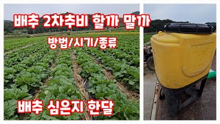 배추심은지 한달 2차추비 시기 종류 도구 주는 방법 비료 선택 [배추재배방법]