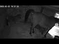 Horse Taking A Dump