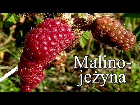 Ogrodowe pierdamony 66 - malinojeżyna - owoce