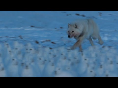 Arctic Wolf Hunts Drove of Arctic Hares | A Perfect Planet | BBC Earth
