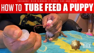 How To Tube Feed Bully Puppy - Tube Feeding Tutorial - How To Tube Feeding A Puppy