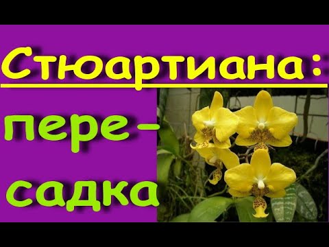 ПЕРЕСАДКА желтой СТЮАРТИАНЫ,состояние на 16 день.Орхидея phal.Stuartiana var.nobilis × sib.