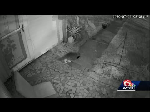 Metairie cat steals laundry from neighbors