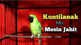 Download lagu Pancingan Cucak Ijo Bongkar Isian kuntilanak Mix Mesin Jahit Kasar mp3